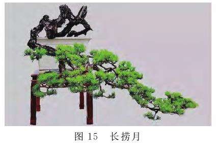 图解 捞月型盆景怎么创作的7个类型