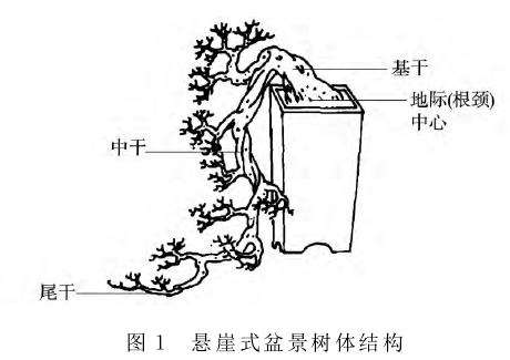 捞月型盆景主要组织结构与概念 图片