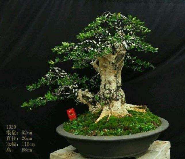 广东园林学会盆景专业委员会