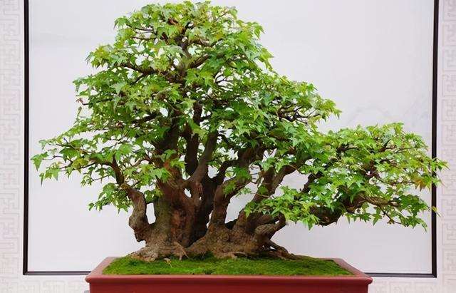 三角枫盆景怎么病虫害防治