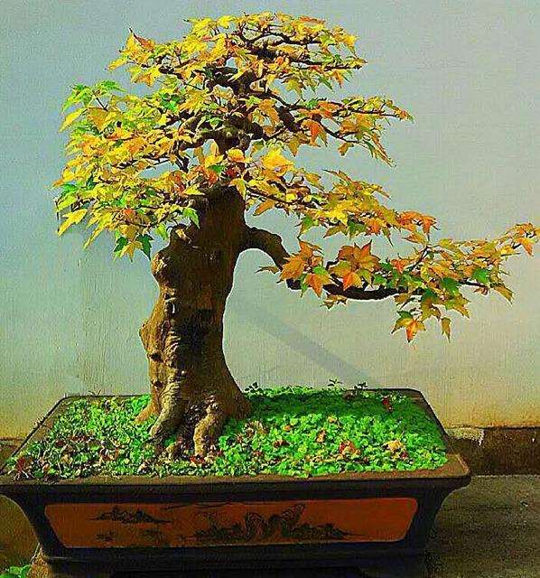 三角枫盆景怎么换土浇水