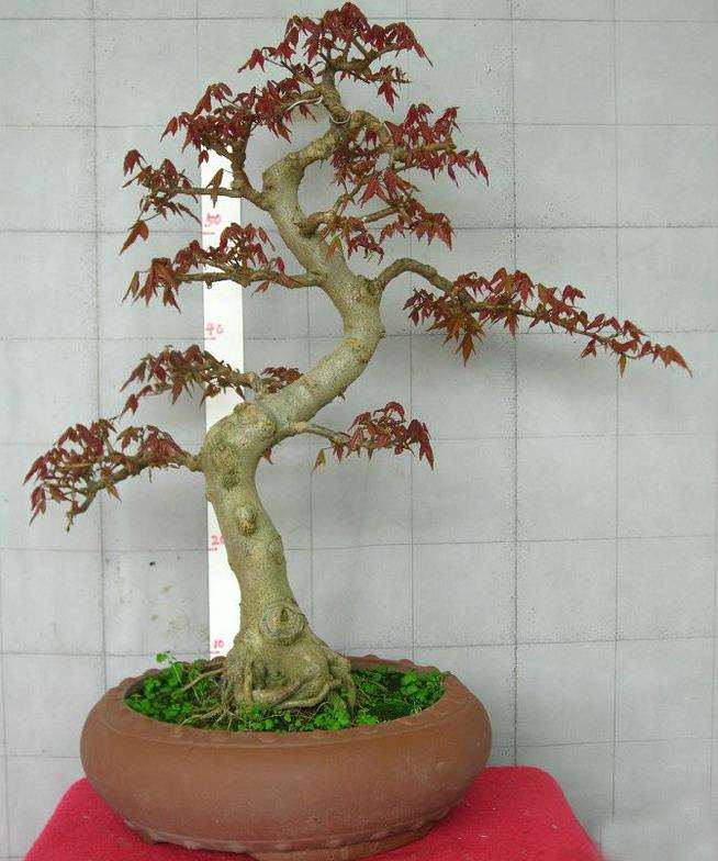 三角枫盆景可以制作哪3种形式