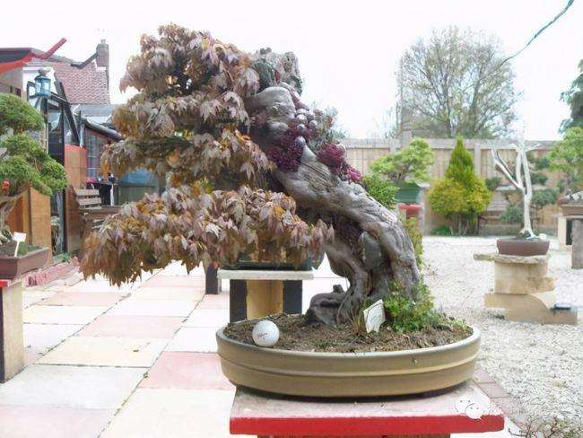 三角枫盆景材料怎么取材