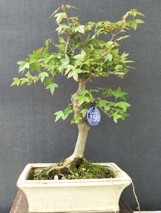 三角枫盆景的形态特征及生态习性