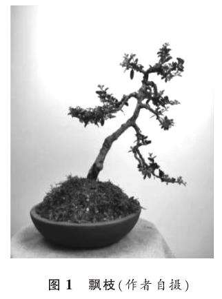 下俯式盆景造型要枝及其主要类型