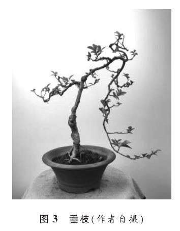 下俯式盆景造型要枝及其主要类型
