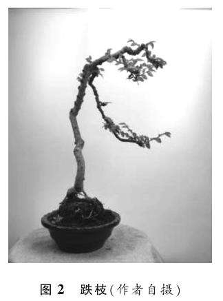 下俯式盆景造型要枝及其主要类型