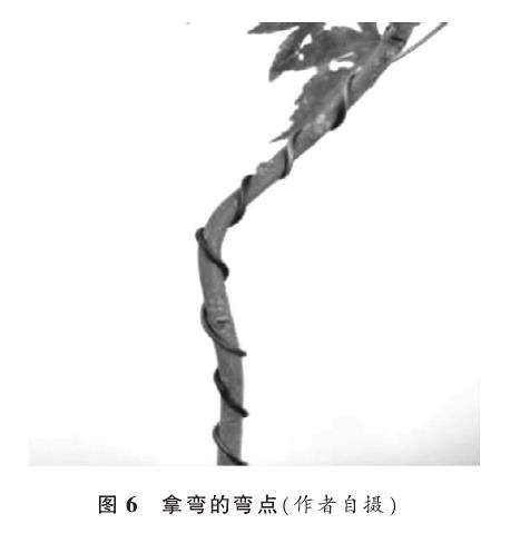 盆景怎么蟠扎蓄枝的3个方法