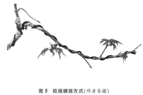 盆景怎么蟠扎蓄枝的3个方法