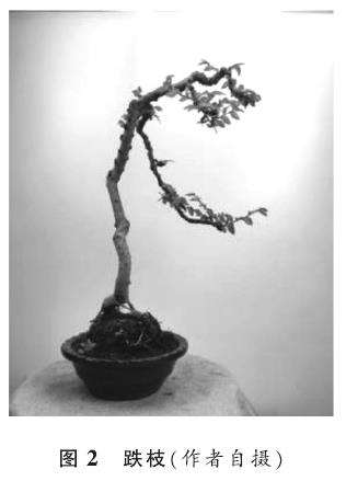 下俯式盆景怎么造型创作