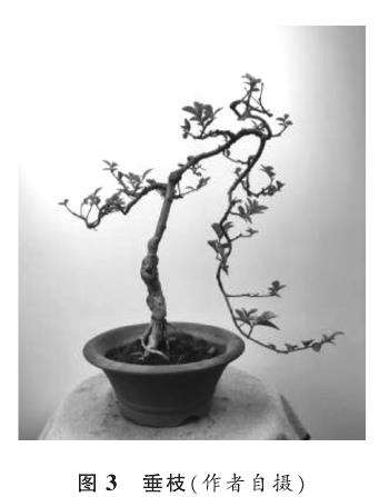 下俯式盆景怎么造型创作