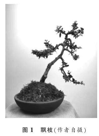 下俯式盆景怎么造型创作