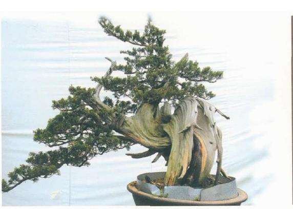 图解 对真柏盆景怎么嫁接的17个过程