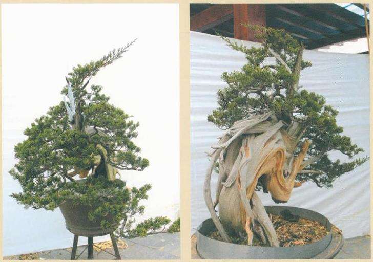 图解 对真柏盆景怎么嫁接的17个过程