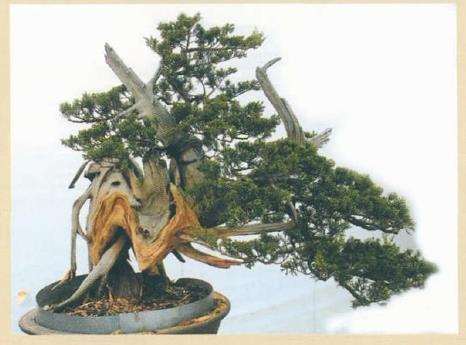 图解 对真柏盆景怎么嫁接的17个过程