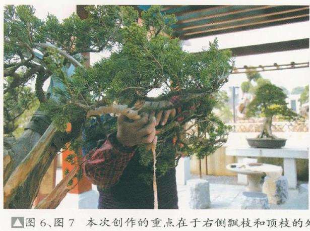 图解 对真柏盆景怎么嫁接的17个过程