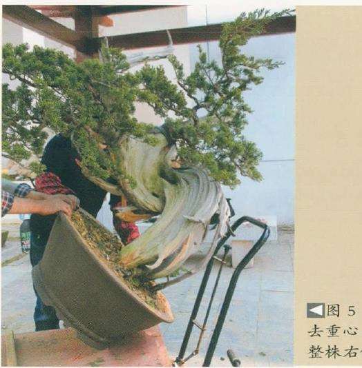 图解 对真柏盆景怎么嫁接的17个过程