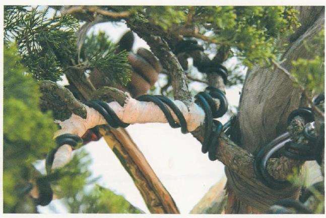 图解 对真柏盆景怎么嫁接的17个过程