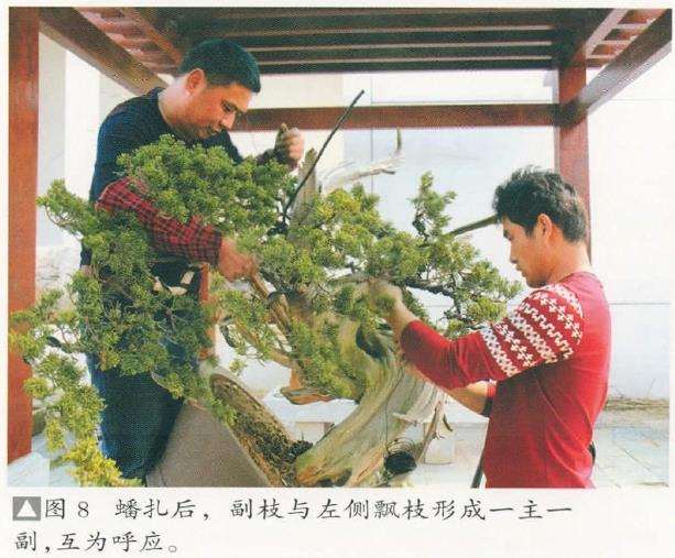 图解 对真柏盆景怎么嫁接的17个过程