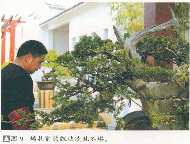 图解 对真柏盆景怎么嫁接的17个过程