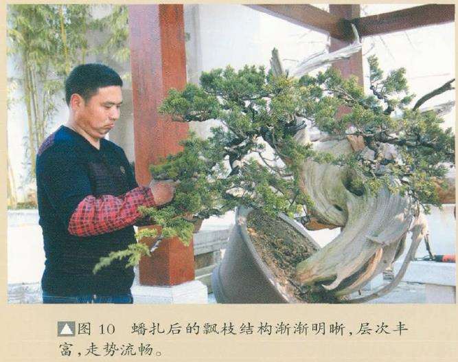 图解 对真柏盆景怎么嫁接的17个过程