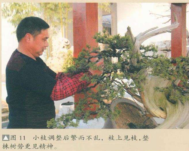 图解 对真柏盆景怎么嫁接的17个过程