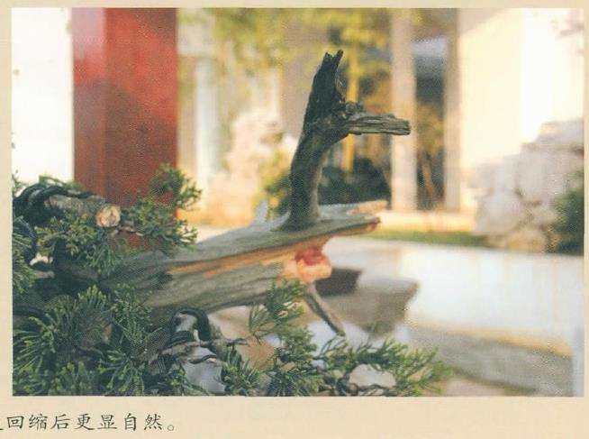 图解 对真柏盆景怎么嫁接的17个过程