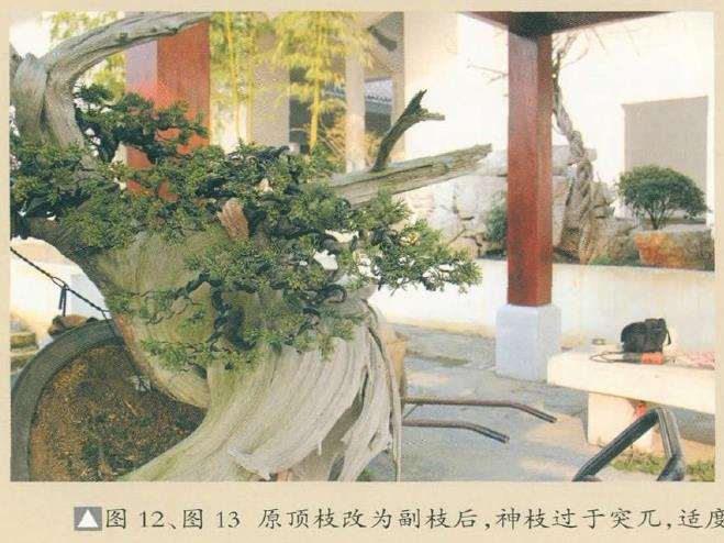 图解 对真柏盆景怎么嫁接的17个过程