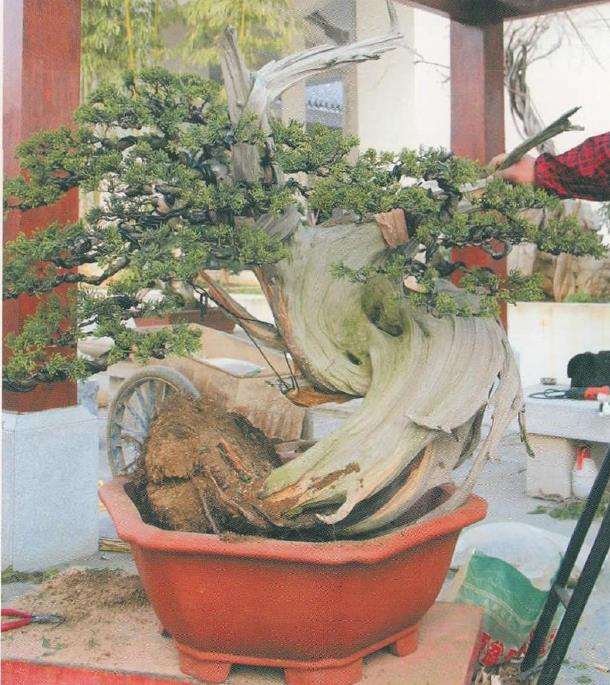 图解 对真柏盆景怎么嫁接的17个过程