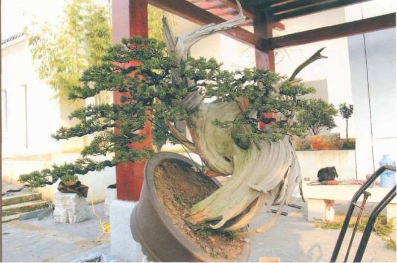 图解 对真柏盆景怎么嫁接的17个过程