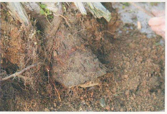 图解 对真柏盆景怎么嫁接的17个过程