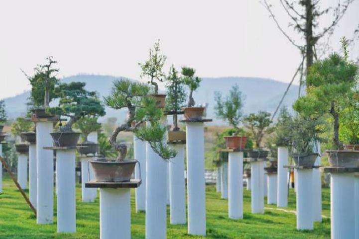 盆景小镇 乡村旅游融合发展对策