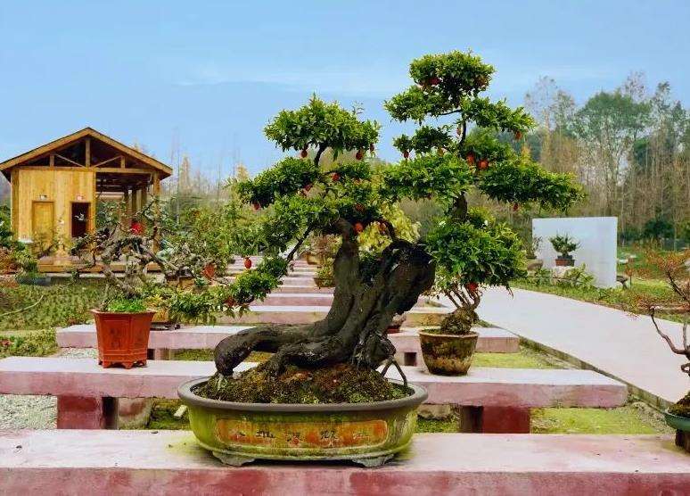 盆景小镇 乡村旅游融合发展对策