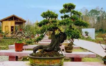 盆景小镇 乡村旅游融合发展对策