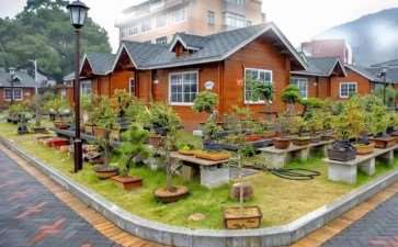 盆景特色小镇发展中存在的4个问题