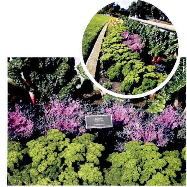 奧克兰植物园有哪些可使用的植物