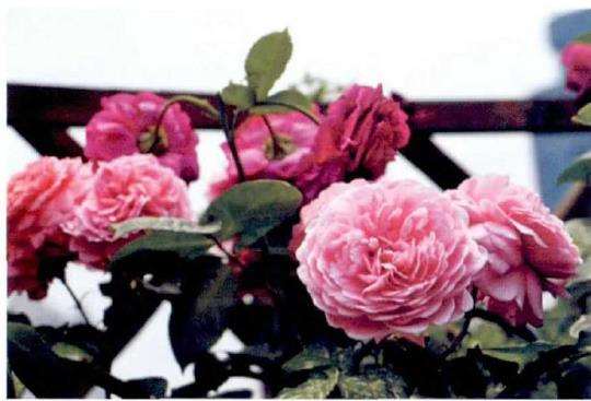 月季是舶来品 其实是大错特错