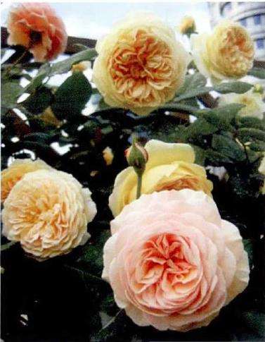 月季是舶来品 其实是大错特错