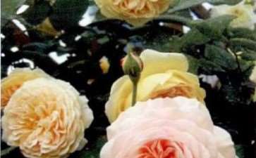 月季是舶来品 其实是大错特错 图片