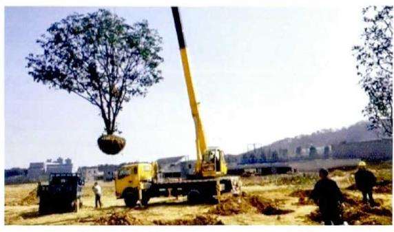大树移植后的养护管理工作