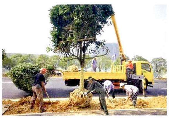 大树移植的4个操作程序和技术措施