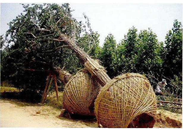 大树移植前的3个准备和处理工作