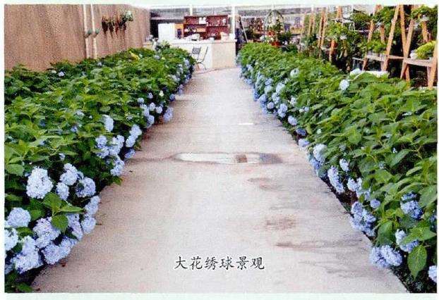 3种绣球花的品种 图片