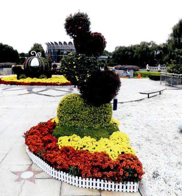 花园小菊与国外品种