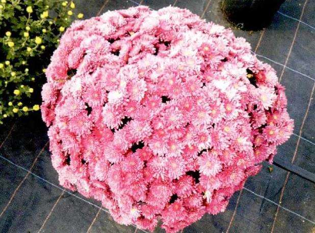 花园小菊怎么浇水施肥