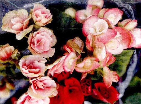 丽格海棠怎么扦插繁殖