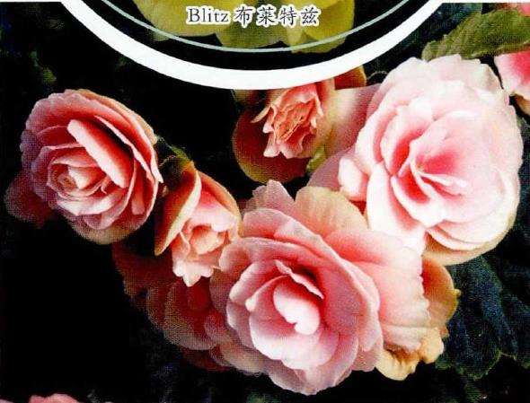 丽格海棠怎么扦插繁殖