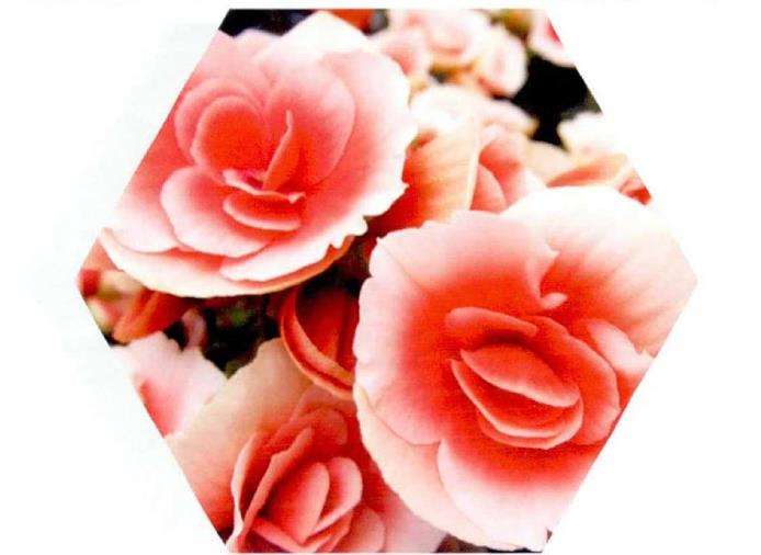 丽格海棠怎么扦插繁殖