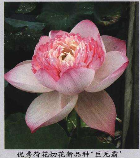 昆明市第十五届荷花展