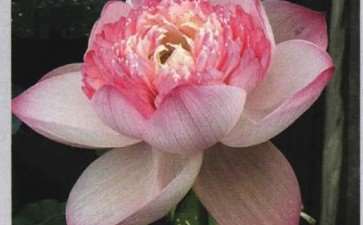 2019年 昆明市第十五届荷花展